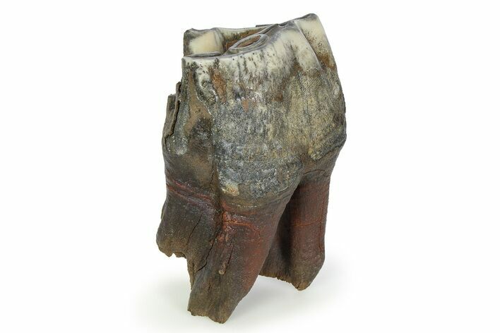 Fossil Woolly Rhino (Coelodonta) Tooth - Siberia #350948